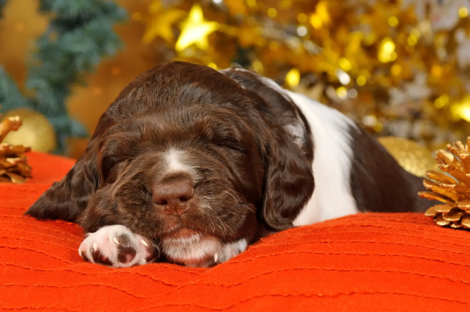 Een Kleiner Münsterländer puppy kopen betekent verantwoordelijkheid nemen! Kleine Münsterländer puppy's kopen.