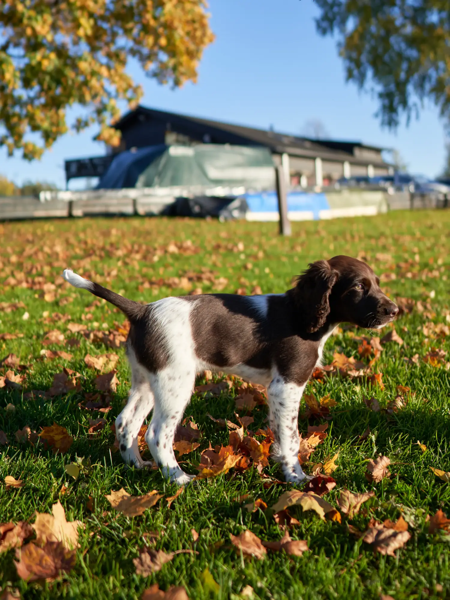 Een Kleiner Münsterländer puppy kopen betekent verantwoordelijkheid nemen! Kleine Münsterländer puppy's kopen.
