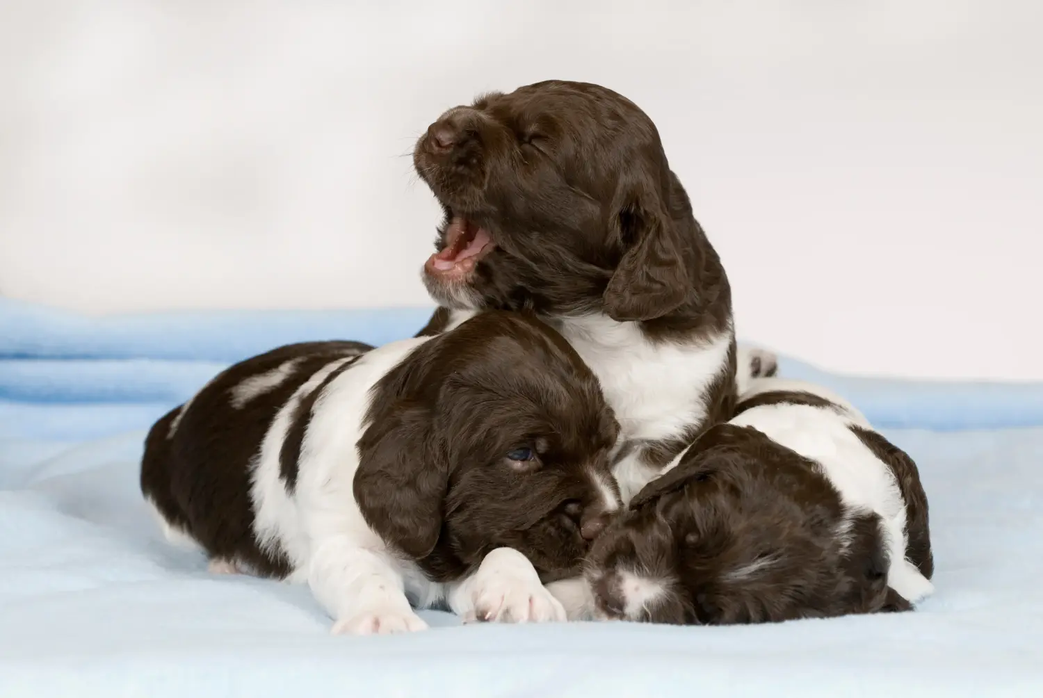Een Kleiner Münsterländer puppy kopen betekent verantwoordelijkheid nemen! Kleine Münsterländer puppy's kopen.