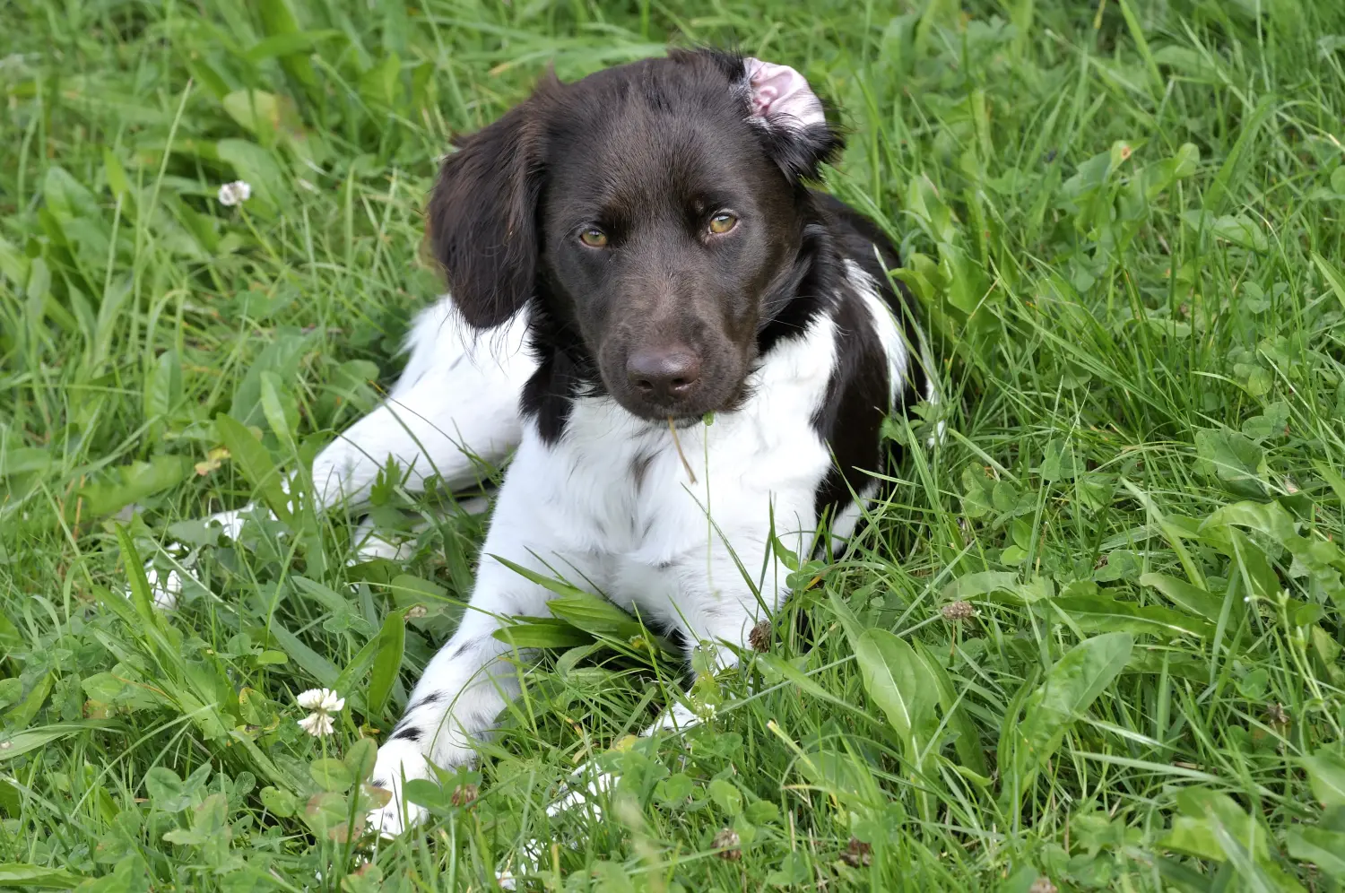 Een Kleiner Münsterländer puppy kopen betekent verantwoordelijkheid nemen! Kleine Münsterländer puppy's kopen.