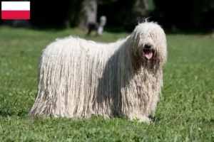 Lees meer over het artikel Komondor fokkers en pups in Polen