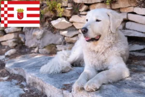 Lees meer over het artikel Kuvasz fokker en pups in Bremen