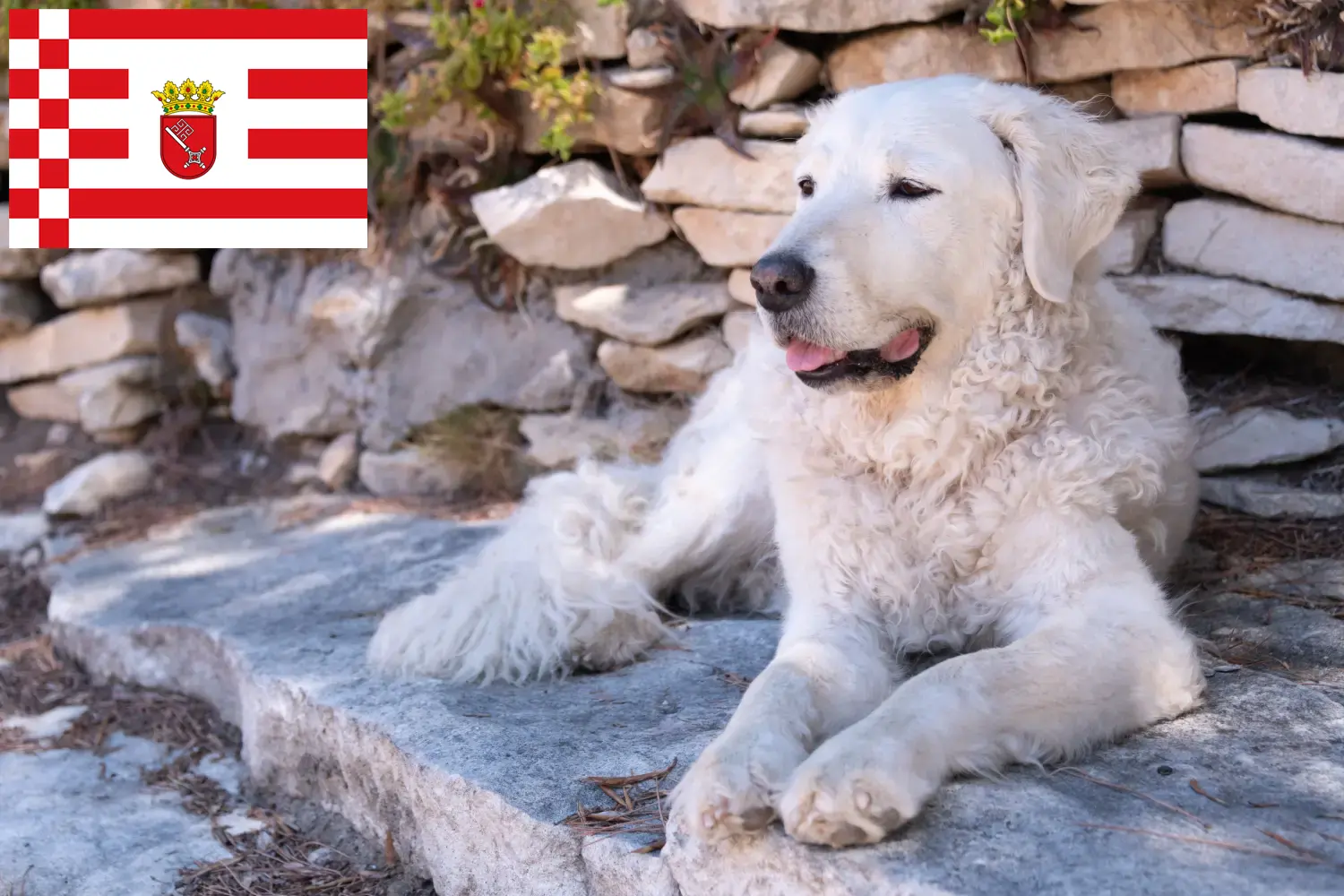 Lees meer over het artikel Kuvasz fokker en pups in Bremen