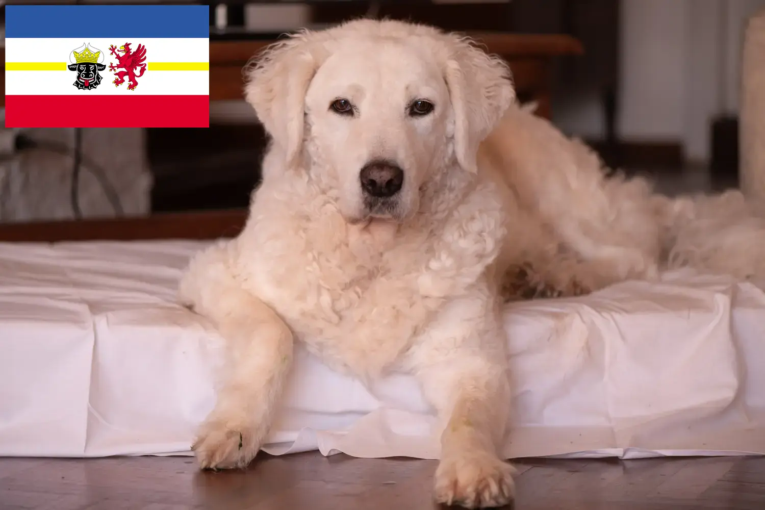 Kuvasz pups en fokkers Mecklenburg-Vorpommern Hier vind je Kuvasz fokkers in Mecklenburg-Vorpommern.