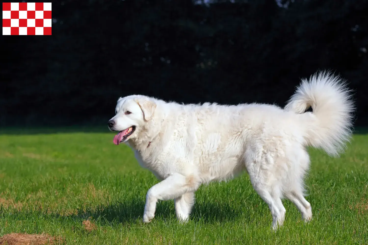Kuvasz pups en fokkers Noord-Brabant Zoek Kuvasz fokkers in Noord-Brabant.