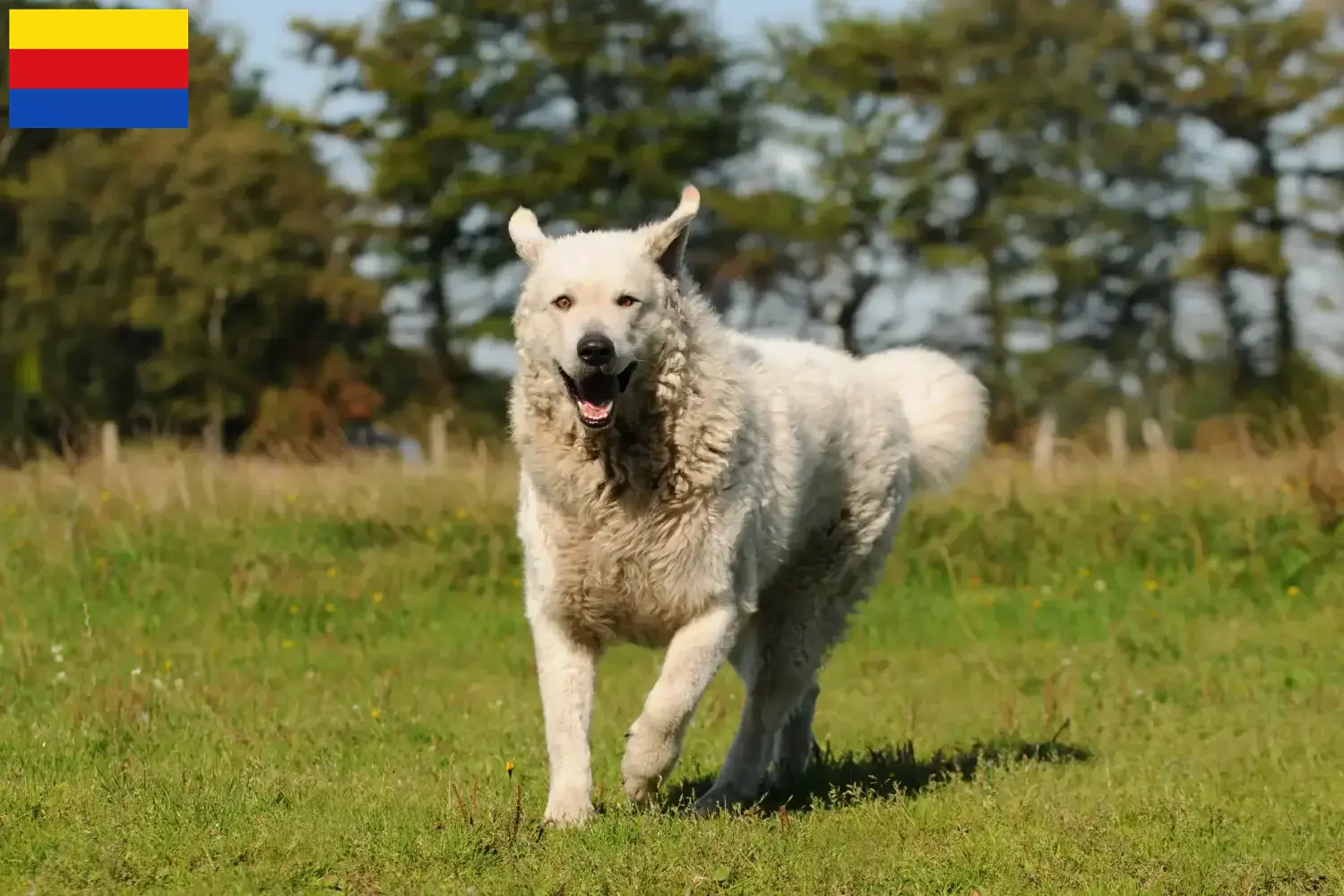 Kuvasz pups en fokkers Noord-Holland Zoek Kuvasz fokkers in Noord-Holland.