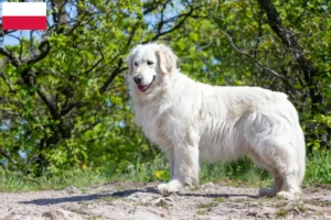Lees meer over het artikel Kuvasz fokkers en pups in Polen