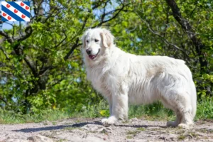 Lees meer over het artikel Kuvasz fokker en pups in Friesland