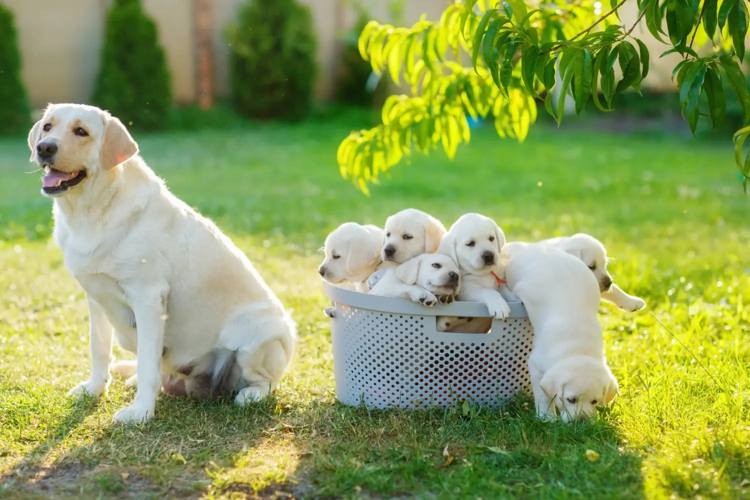 Een Labrador puppy kopen betekent verantwoordelijkheid nemen! Labrador puppy's kopen.