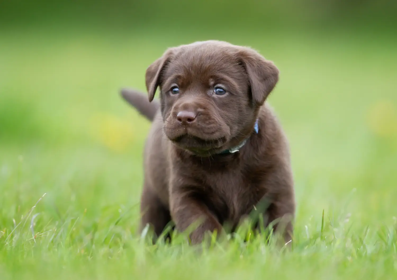 Een Labrador puppy kopen betekent verantwoordelijkheid nemen! Labrador puppy's kopen.
