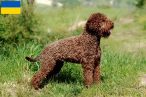 Lees meer over het artikel Lagotto Romagnolo fokkers en pups in Oekraïne