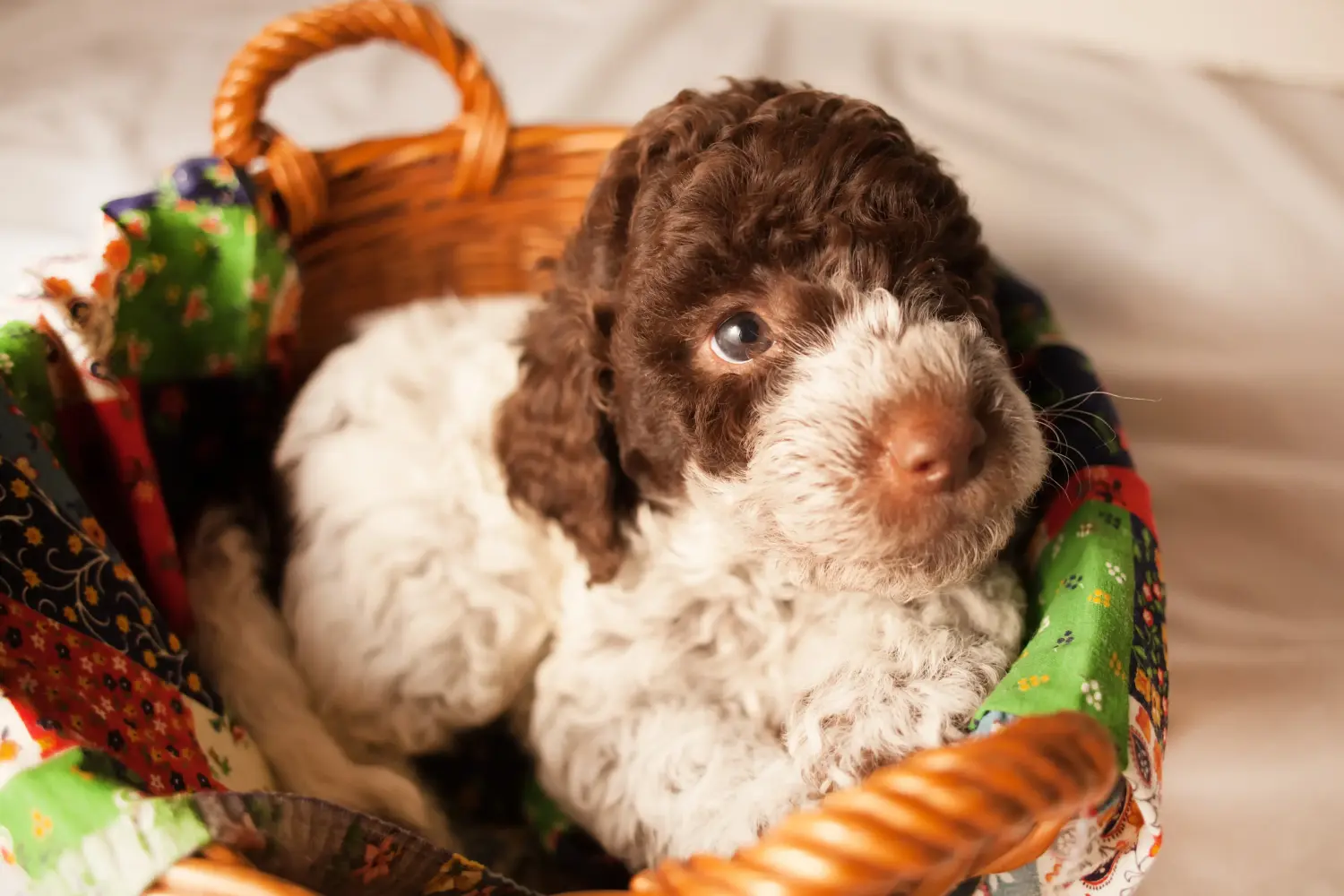 Een Lagotto Romagnolo puppy kopen betekent verantwoordelijkheid nemen! Lagotto Romagnolo puppy kopen.