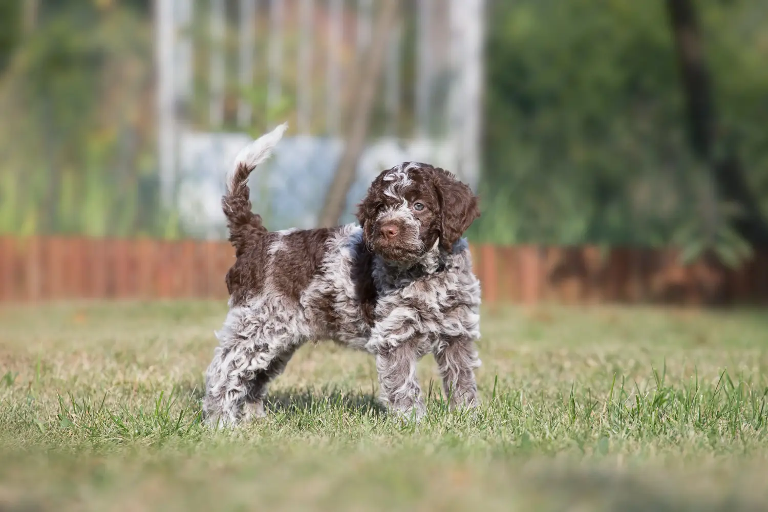 Een Lagotto Romagnolo puppy kopen betekent verantwoordelijkheid nemen! Lagotto Romagnolo puppy kopen.