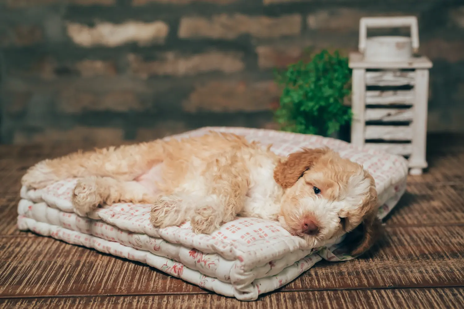 Een Lagotto Romagnolo puppy kopen betekent verantwoordelijkheid nemen! Lagotto Romagnolo puppy kopen.