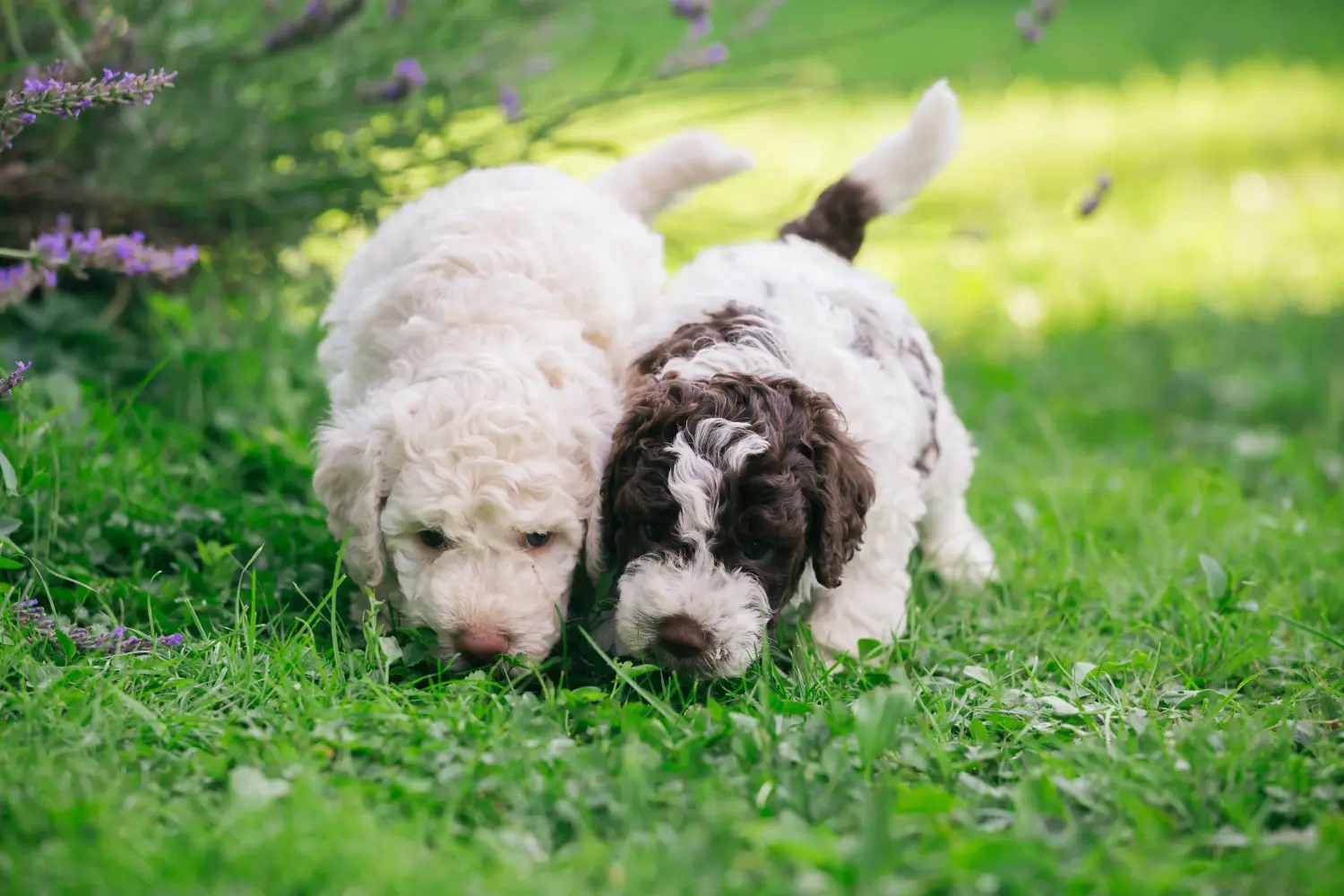 Een Lagotto Romagnolo puppy kopen betekent verantwoordelijkheid nemen! Lagotto Romagnolo puppy kopen.