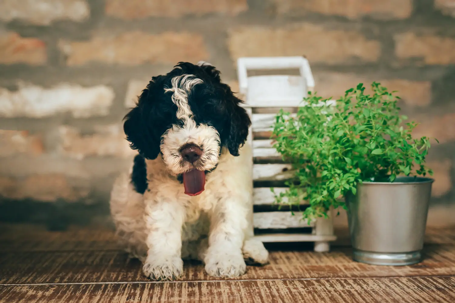 Een Lagotto Romagnolo puppy kopen betekent verantwoordelijkheid nemen! Lagotto Romagnolo puppy kopen.