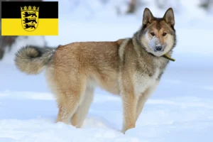 Lees meer over het artikel Laika fokkers en pups in Baden-Württemberg
