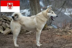 Lees meer over het artikel Laika fokkers en pups in Brandenburg