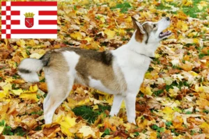 Lees meer over het artikel Laika fokker en pups in Bremen