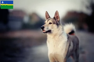 Lees meer over het artikel Laika fokkers en pups in Flevoland
