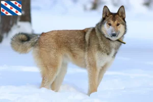 Lees meer over het artikel Laika fokkers en pups in Friesland