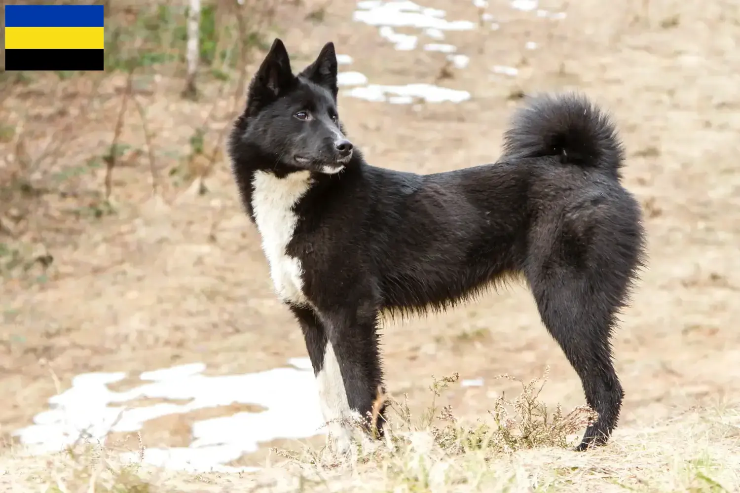 Laika pups en fokker Gelderland Vind hier Laika fokkers in Gelderland.