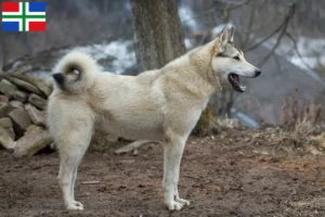 Lees meer over het artikel Laika fokker en pups in Groningen