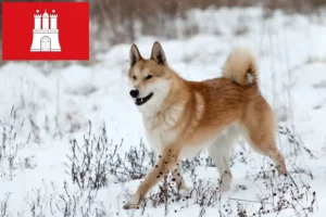 Lees meer over het artikel Laika fokkers en pups in Hamburg