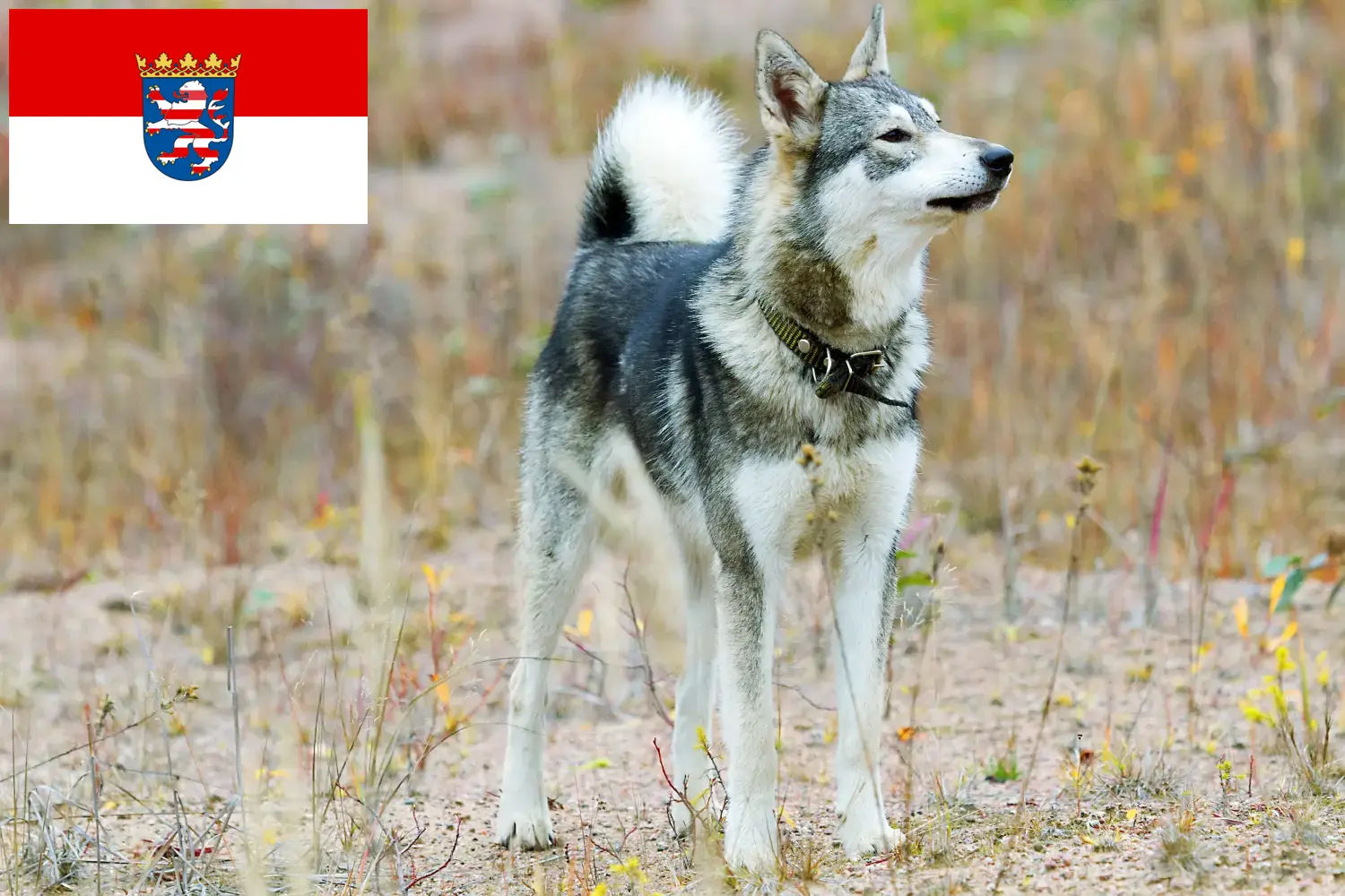 Laika puppy's en fokkers Hessen Hier vind je Laika fokkers in Hessen.