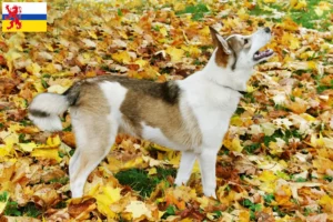 Lees meer over het artikel Laika fokker en pups in Limburg