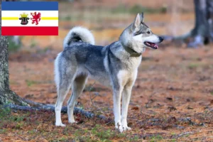 Lees meer over het artikel Laika fokkers en pups in Mecklenburg-Vorpommern