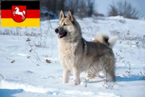Lees meer over het artikel Laika fokkers en pups in Nedersaksen
