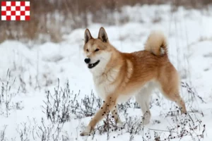 Lees meer over het artikel Laika fokkers en pups in Noord-Brabant