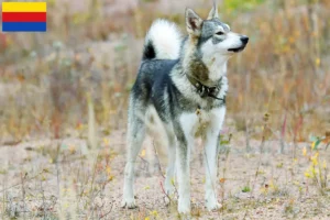 Lees meer over het artikel Laika fokkers en pups in Noord-Holland
