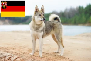 Lees meer over het artikel Laika fokkers en pups in Rijnland-Palts