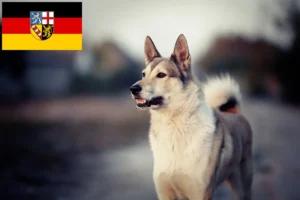 Lees meer over het artikel Laika fokkers en pups in Saarland