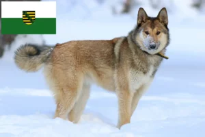 Lees meer over het artikel Laika fokkers en pups in Saksen