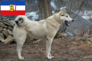 Lees meer over het artikel Laika fokkers en pups in Sleeswijk-Holstein