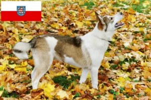 Lees meer over het artikel Laika fokkers en pups in Thüringen