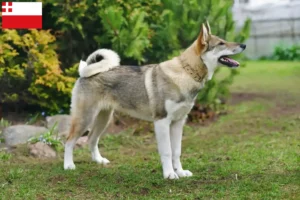 Lees meer over het artikel Laika fokker en pups in Utrecht