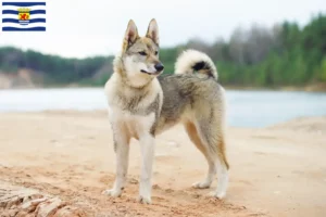Lees meer over het artikel Laika fokkers en pups in Zeeland