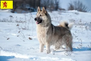 Lees meer over het artikel Laika fokkers en pups in Zuid-Holland
