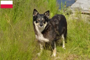 Lees meer over het artikel Lapse rendierhonden fokker en puppies in Polen