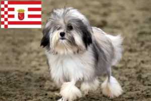 Lees meer over het artikel Löwchen fokkers en pups in Bremen