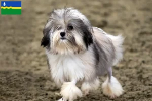 Lees meer over het artikel Löwchen fokkers en pups in Flevoland