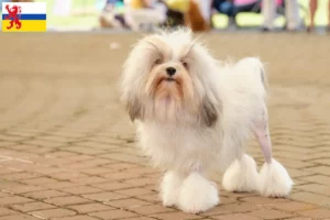 Lees meer over het artikel Löwchen fokkers en pups in Limburg