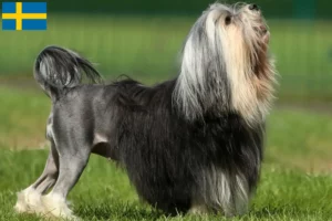 Lees meer over het artikel Löwchen fokkers en pups in Zweden