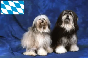 Lees meer over het artikel Löwchen fokkers en puppies in Beieren