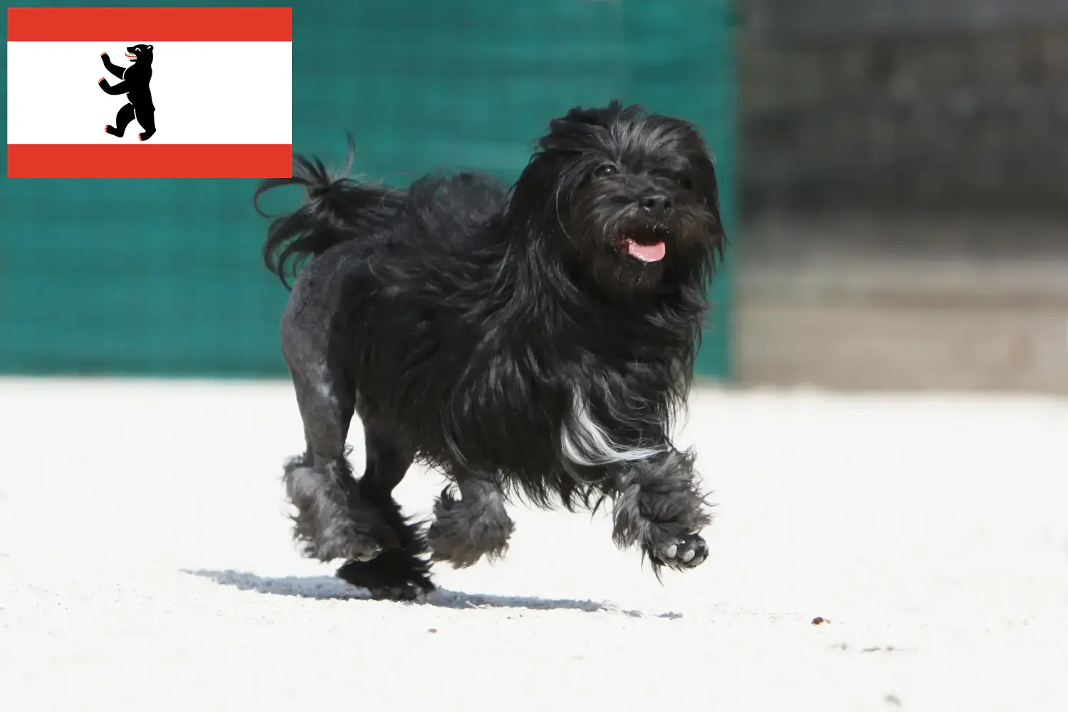 Löwchen puppy's en fokkers Berlijn Hier vind je Löwchen-fokkers in Berlijn.