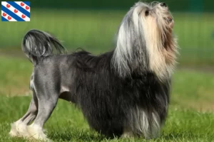 Lees meer over het artikel Löwchen fokkers en pups in Friesland